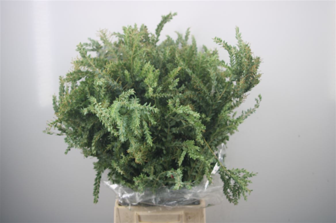 Acacia Sint Elena 60cm 250gram
