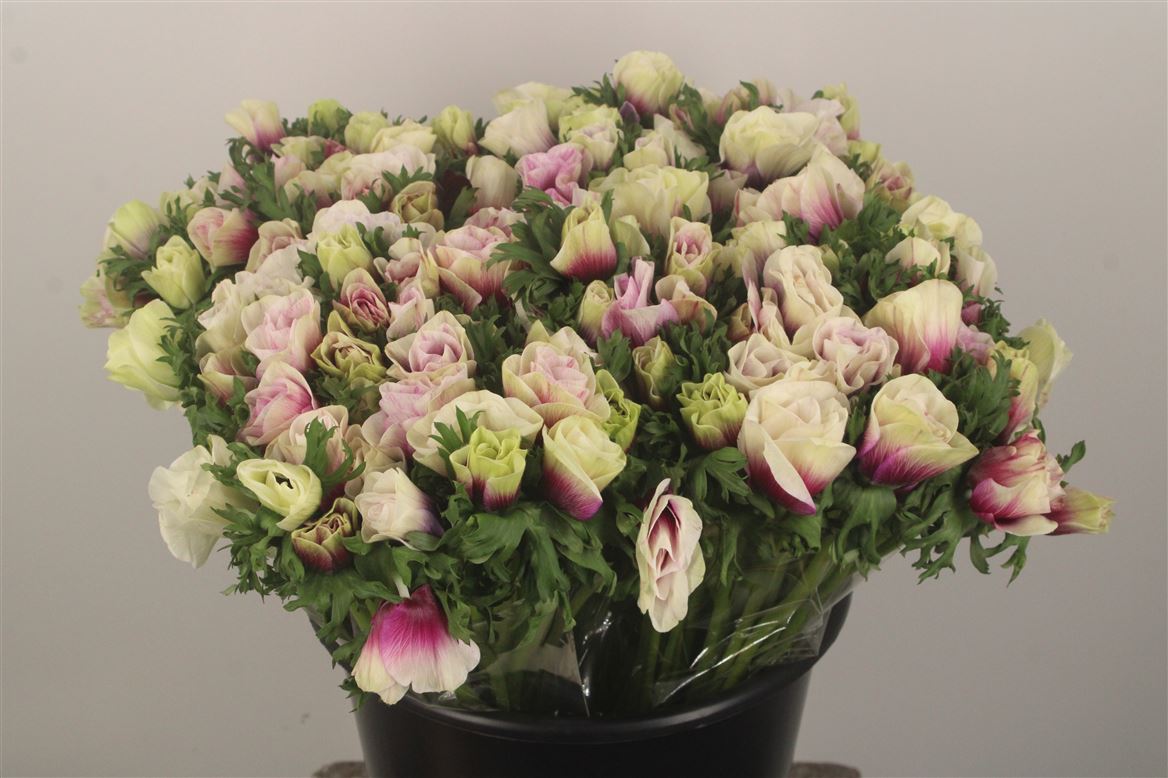 Anemone Coronaria Galil Purper 35cm