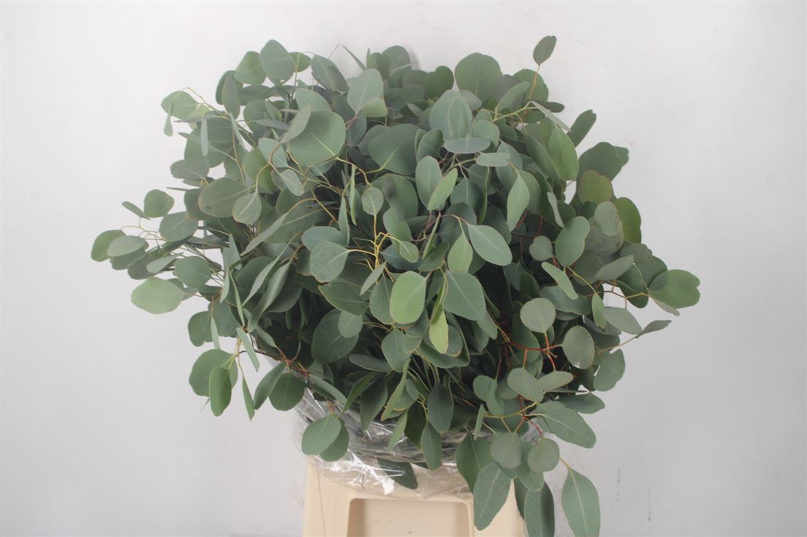 Eucalyptus Populus Per Bunch 70cm 300gr.