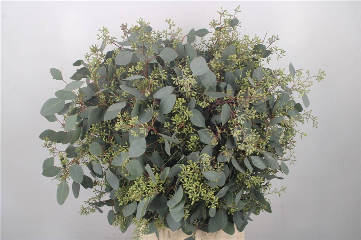 Eucalyptus Populus With Berry Per Bunch 70cm 400gr.