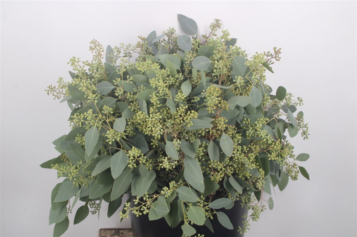 Eucalyptus Populus With Berry Per Bunch 50cm 150gr.