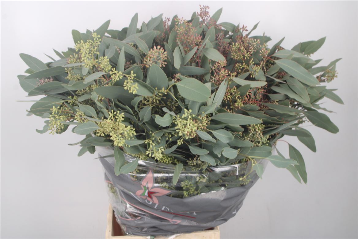 Eucalyptus Populus With Berry Per Bunch 70cm 300gr.
