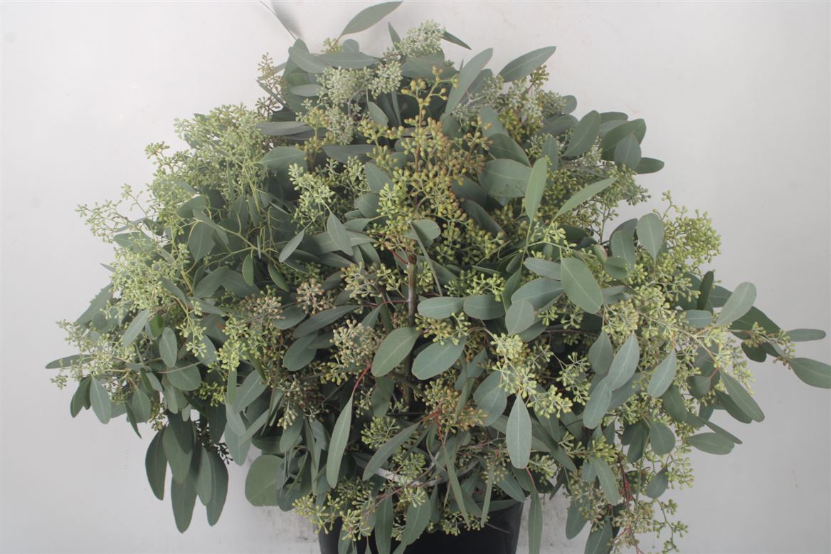 Eucalyptus Populus With Berry Per Bunch 70cm 300gr.