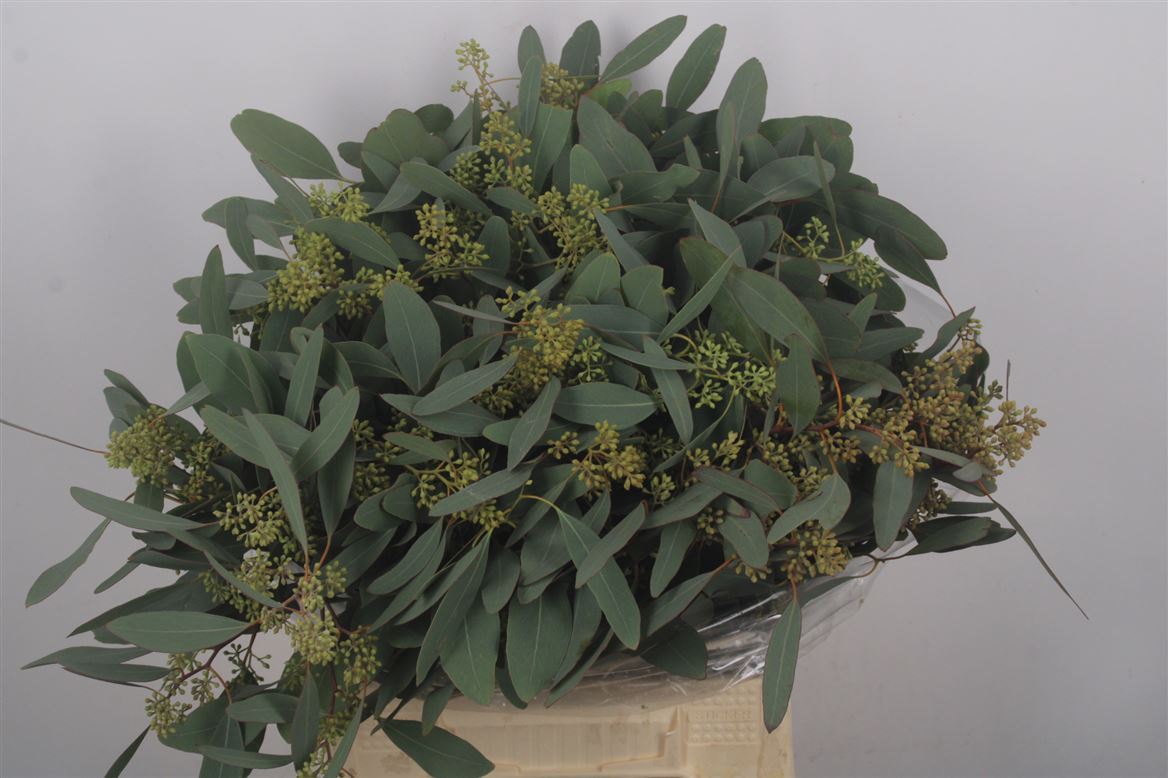 Eucalyptus Populus With Berry Per Bunch 50cm 150gr.
