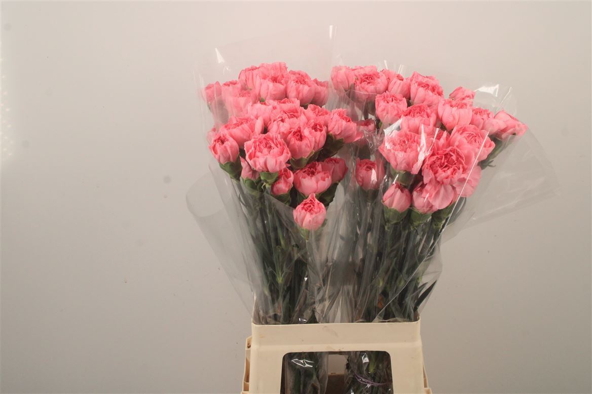 Dianthus Single Dover 70cm