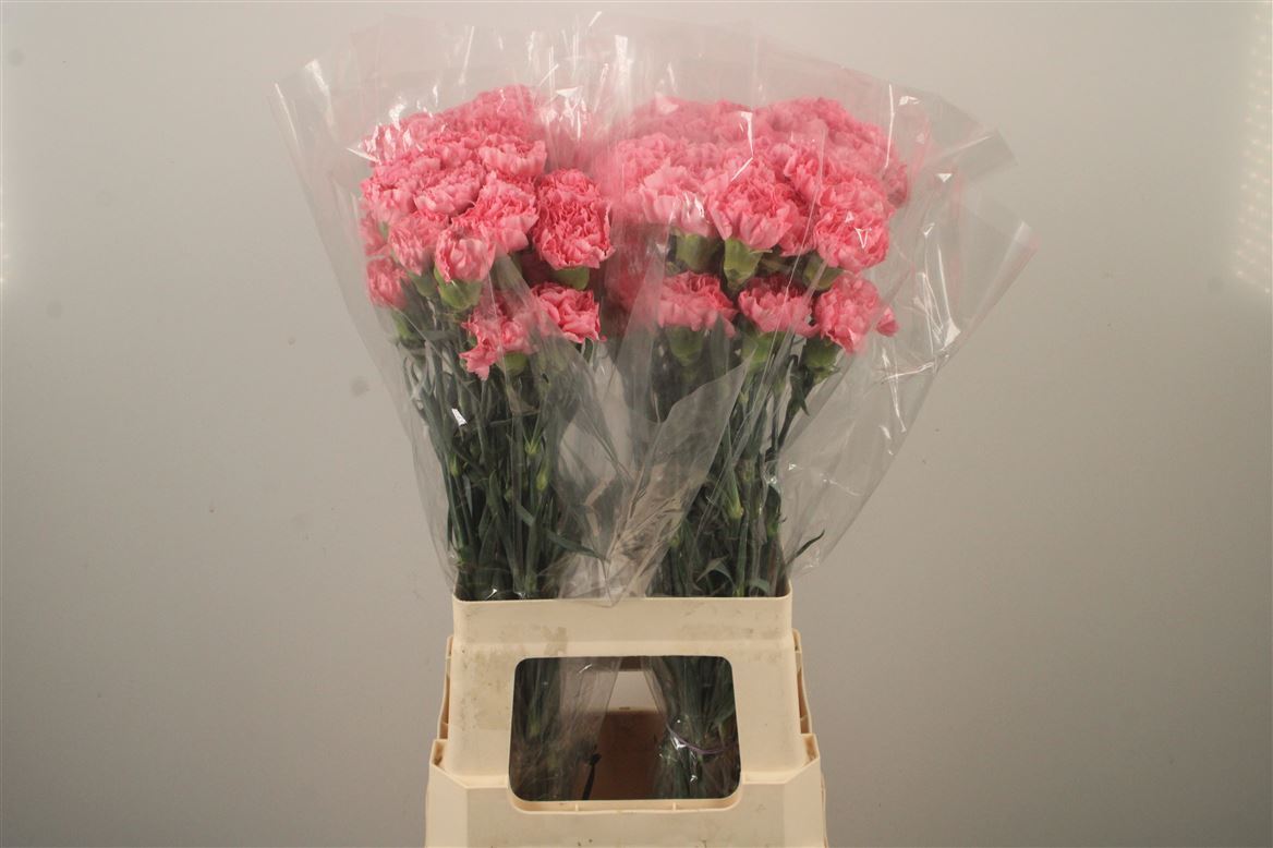 Dianthus Single Dover 70cm