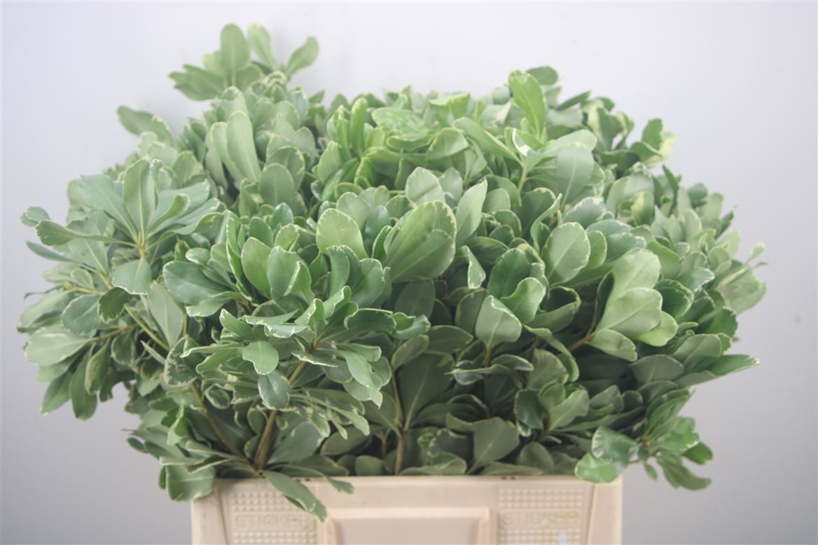 Pittosporum Tobira Ilan 60cm