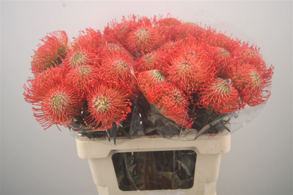 Leucospermum Succession 60cm