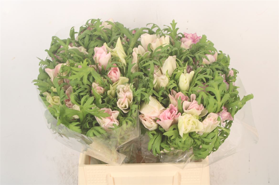 Anemone Coronaria Mistral Malva 40cm