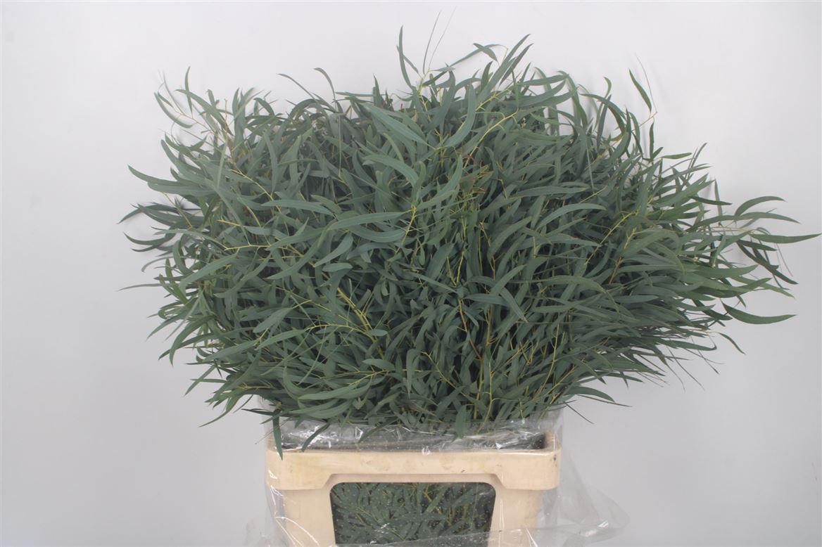 Eucalyptus Nicholii Per Bunch 70cm 300gr.