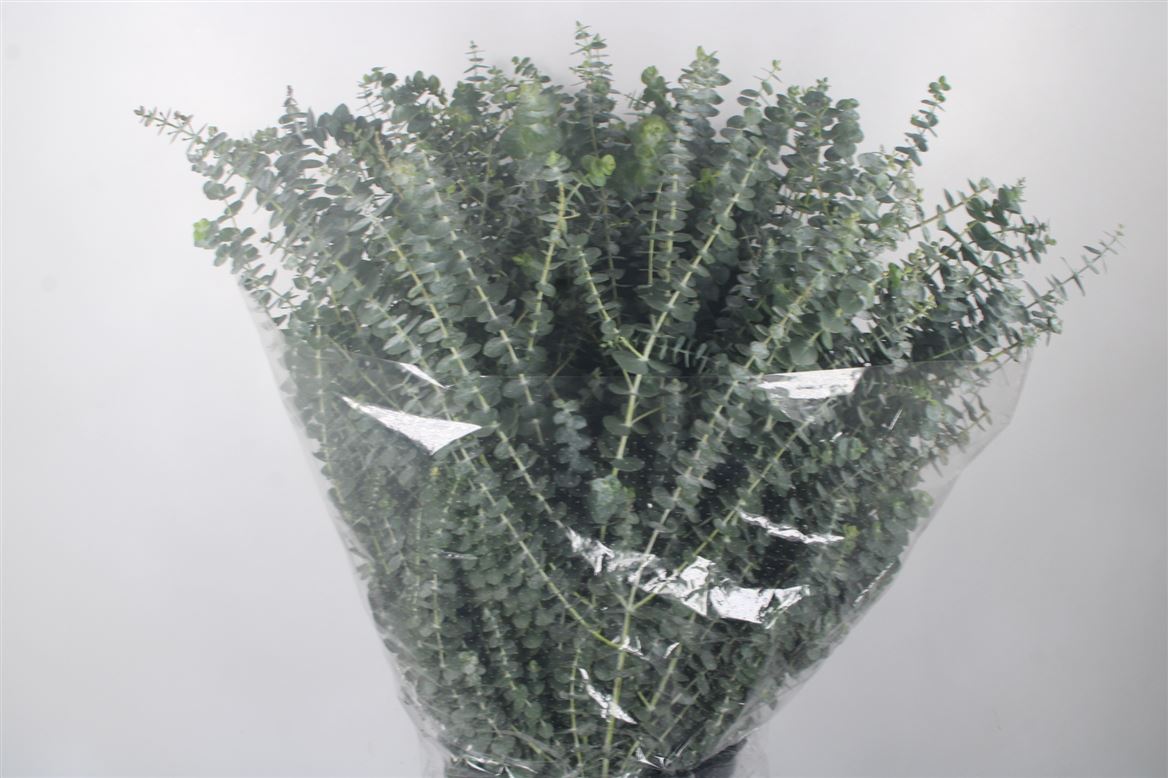 Eucalyptus Baby Blue Per Bunch 70cm 200gr.
