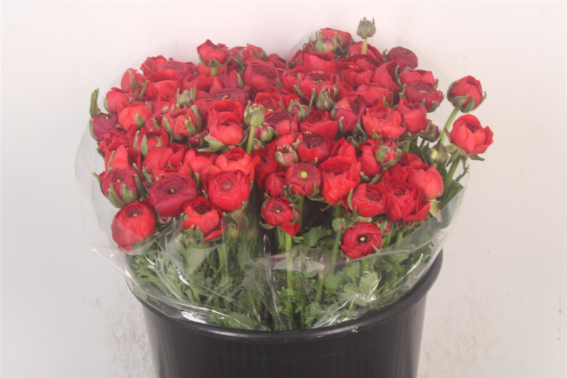 Ranunculus Elegance Red 35cm
