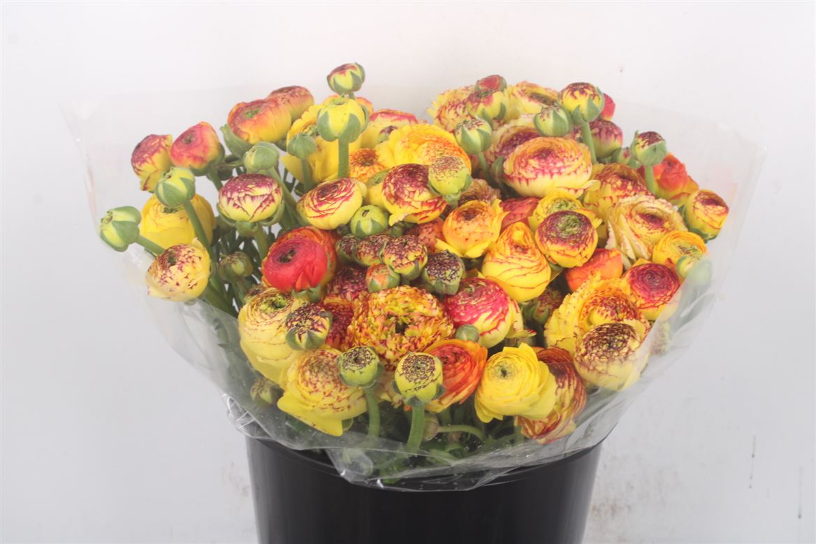 Ranunculus Elegance Yellow 35cm