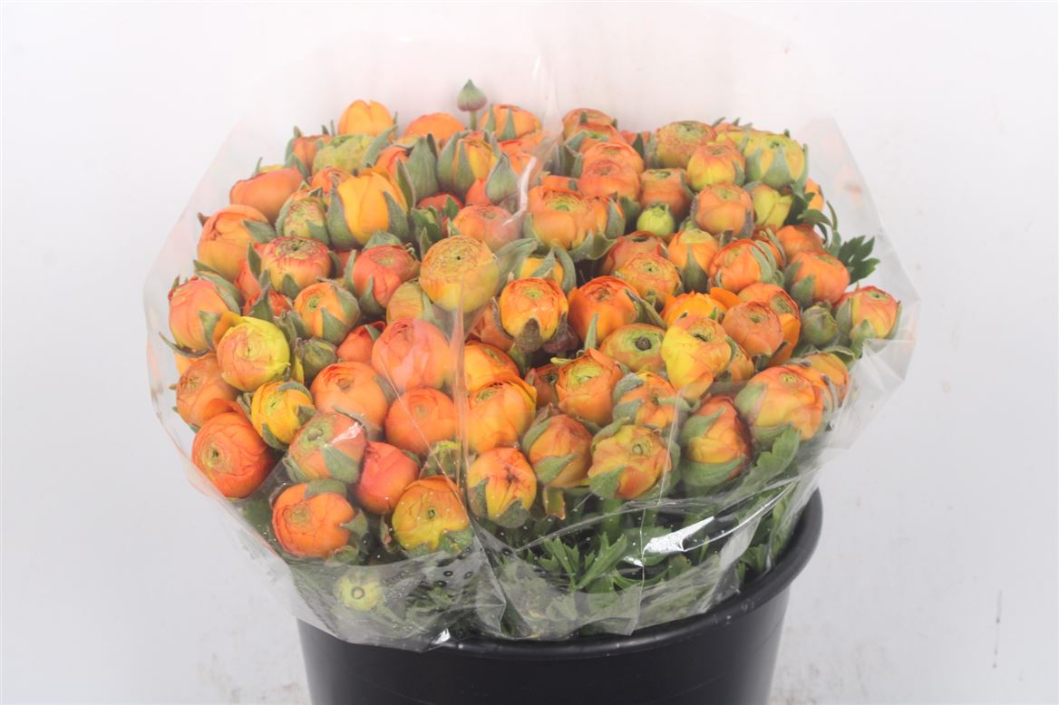 Ranunculus Elegance Orange 35cm