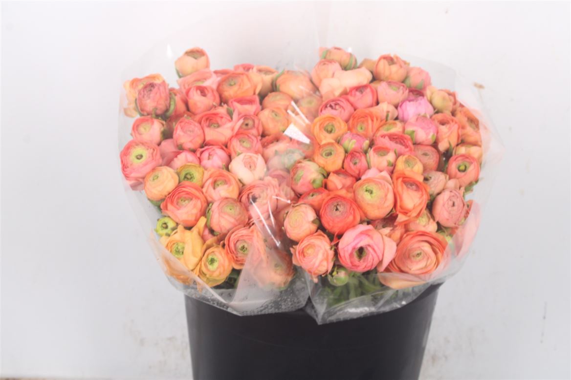 Ranunculus Elegance Orange 35cm