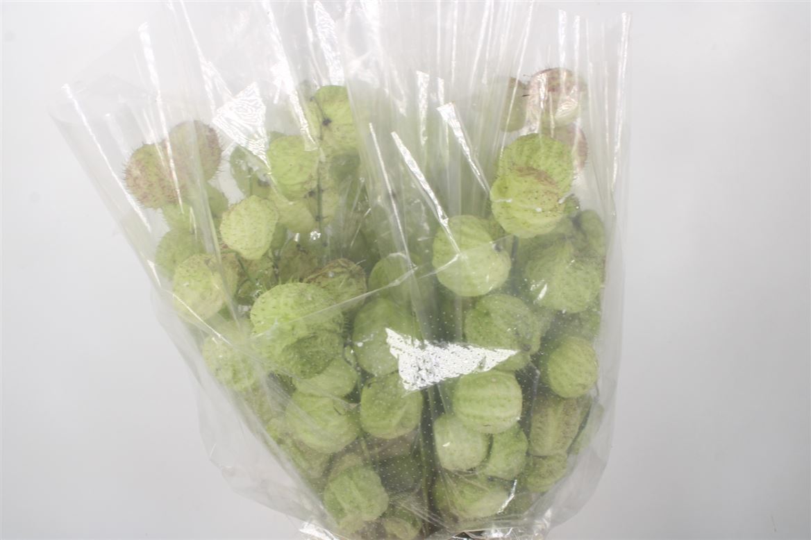 Gomphocarpus Fruticosus Moby Dick 60cm