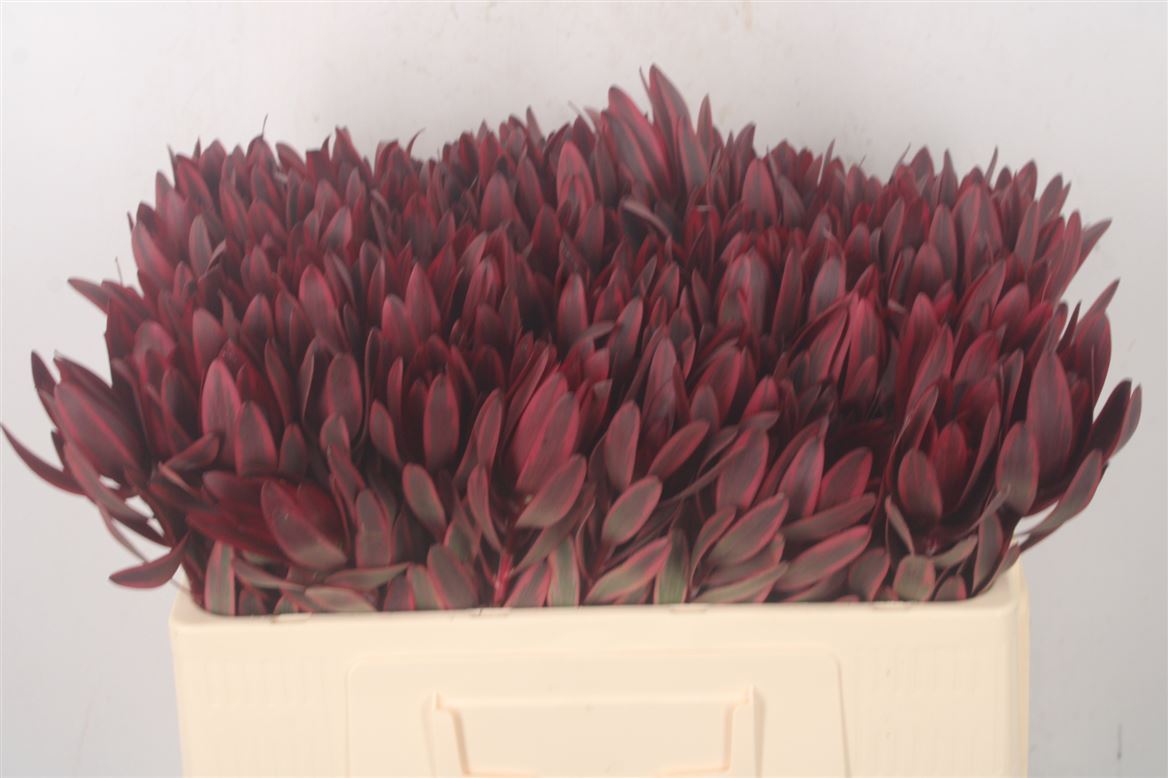 Leucadendron Jester 50cm