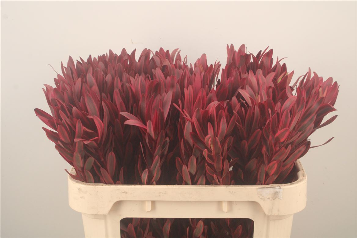 Leucadendron Jester 80cm