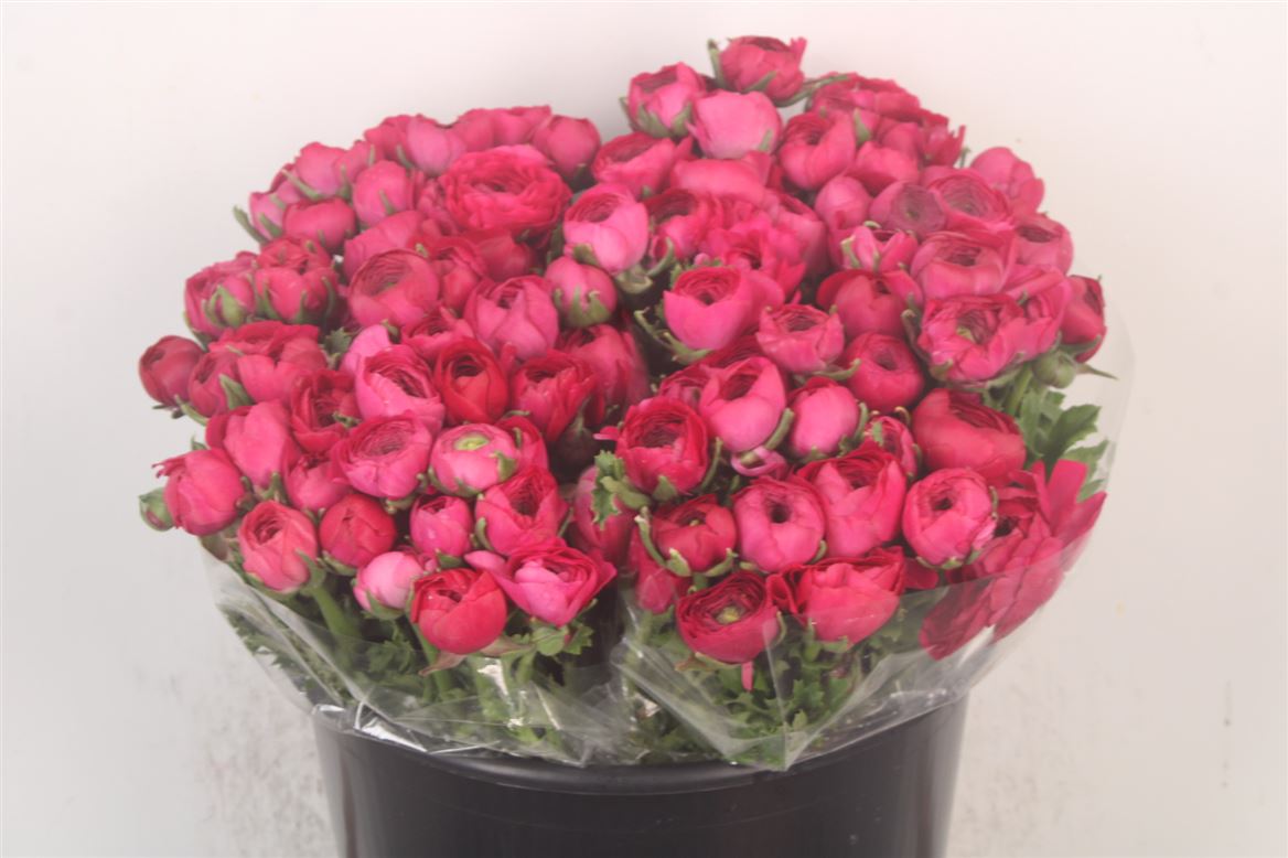 Ranunculus Elegance Hot Pink 35cm