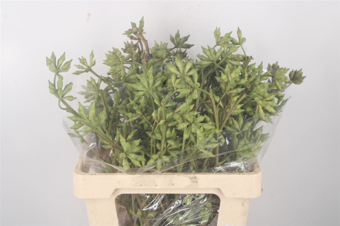 Eucalyptus Robusta Juveniel Per Bunch 60cm 300gr.