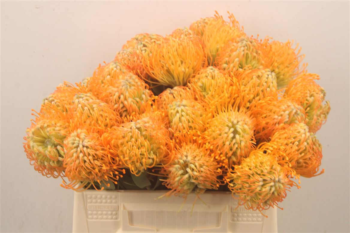 Leucospermum Jelena 50cm