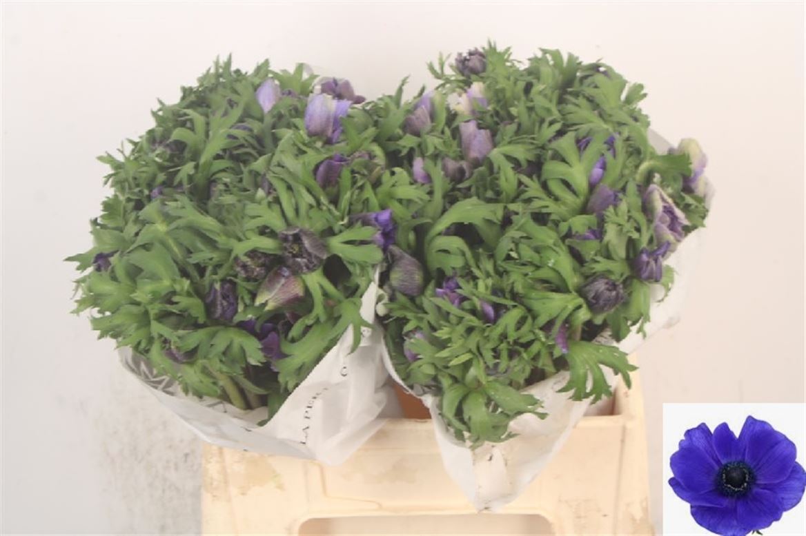 Anemone Coronaria Mistral Plus Dark Blue 35cm
