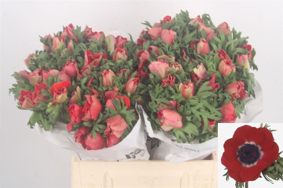 Anemone Coronaria Mistral Plus Red 35cm