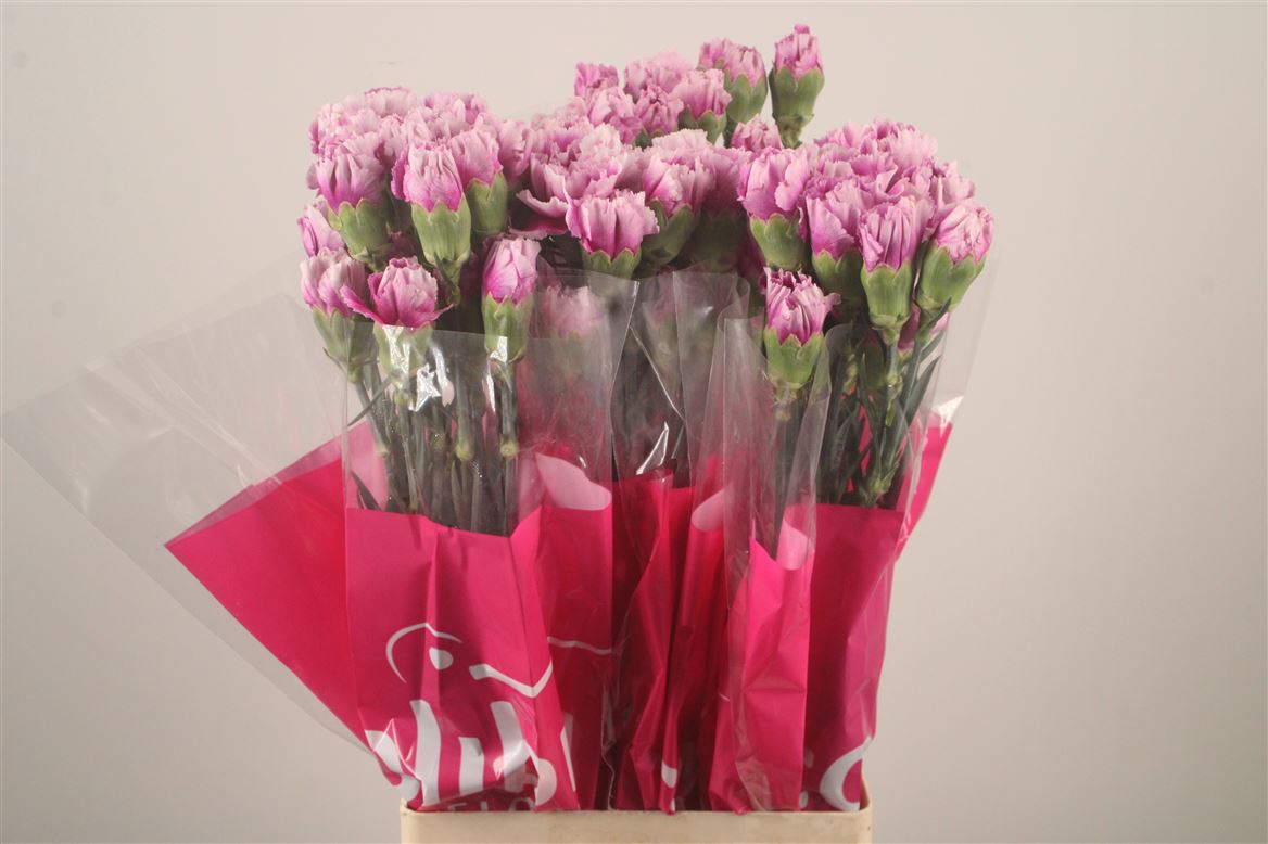 Dianthus Single Green Eminence 70cm