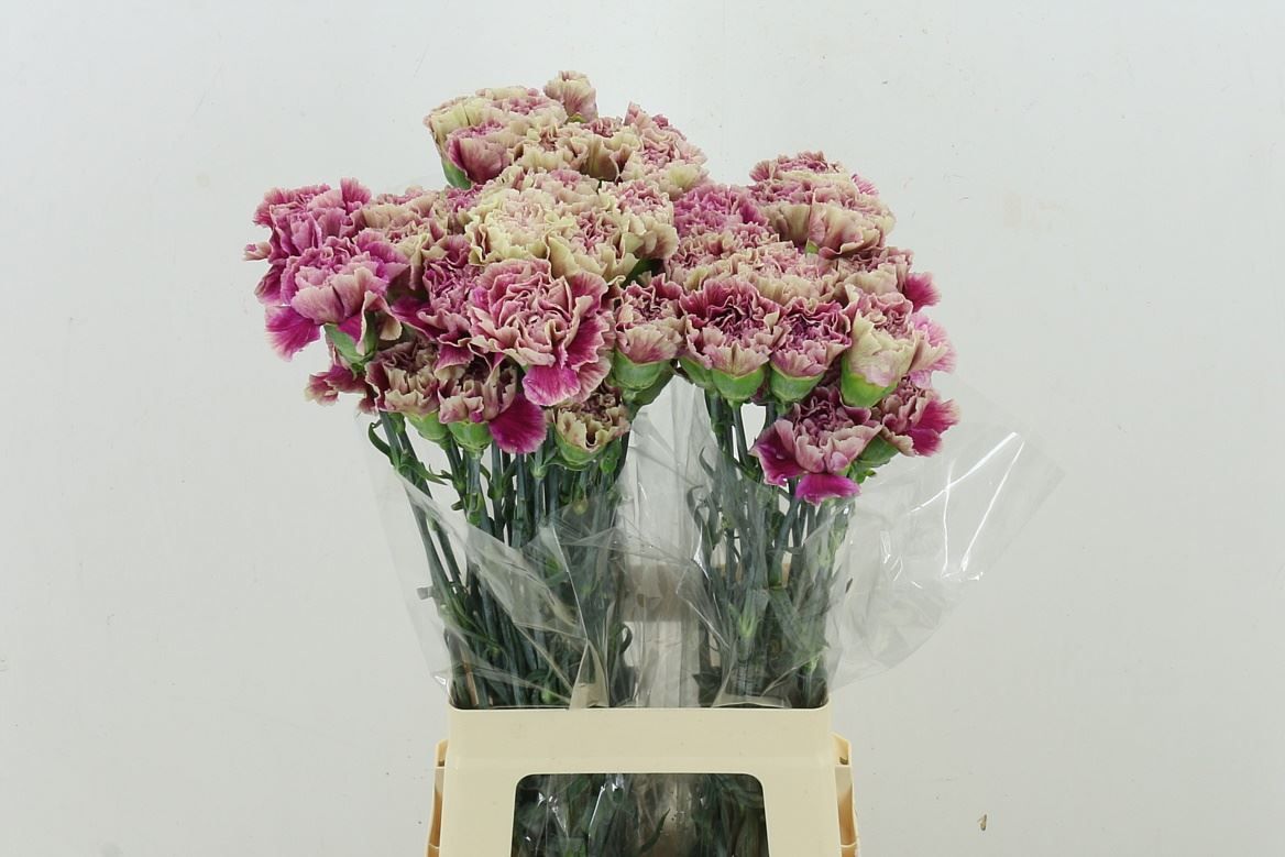 Dianthus Single Antigua 70cm