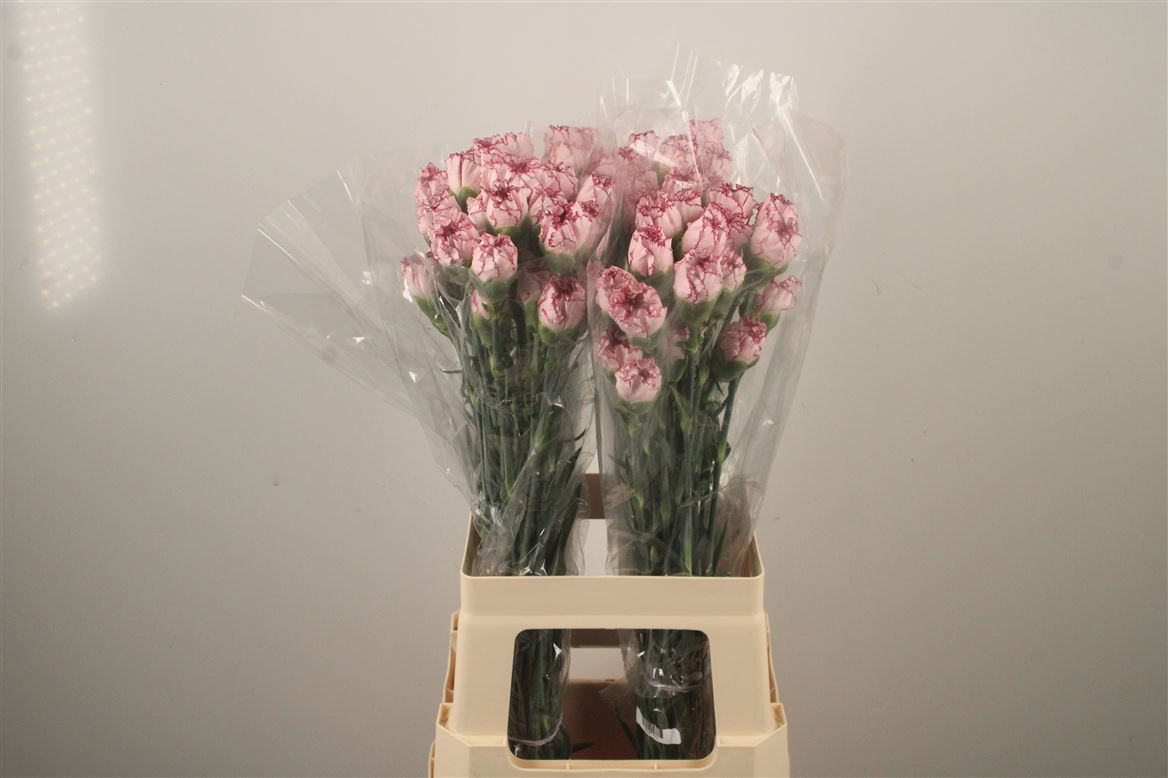 Dianthus Single Mariposa 70cm