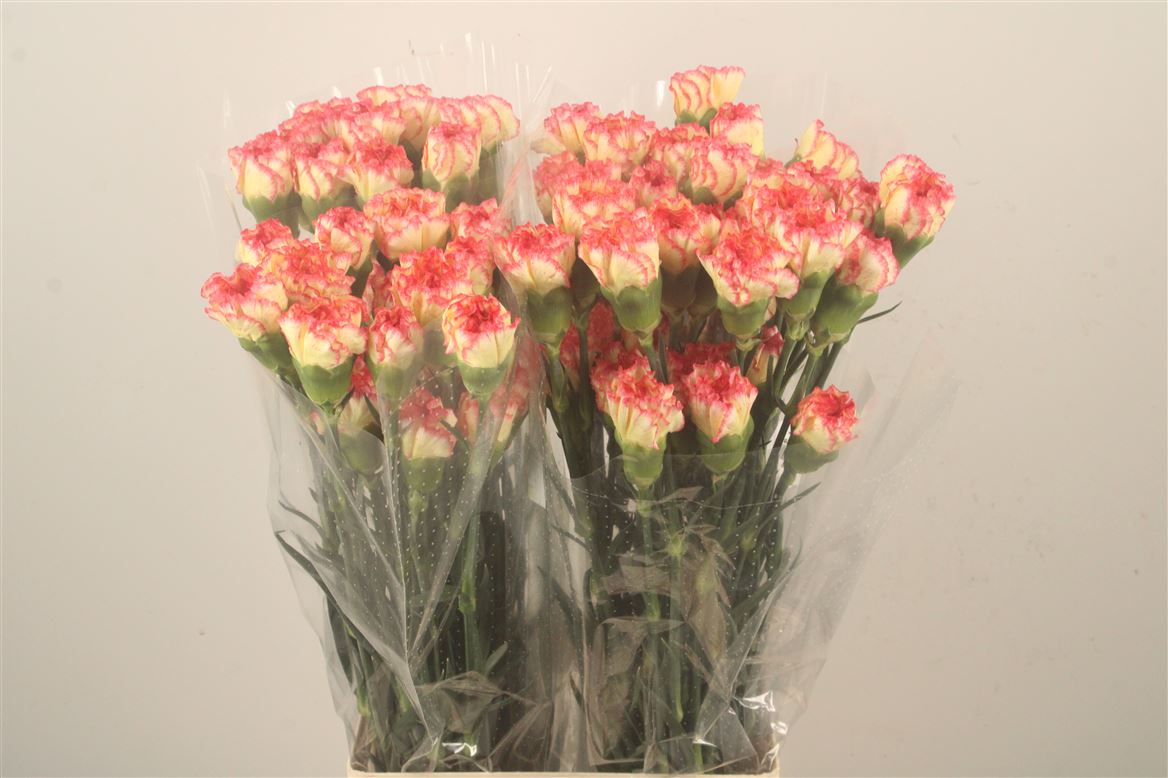 Dianthus Single Yellow Viana 70cm