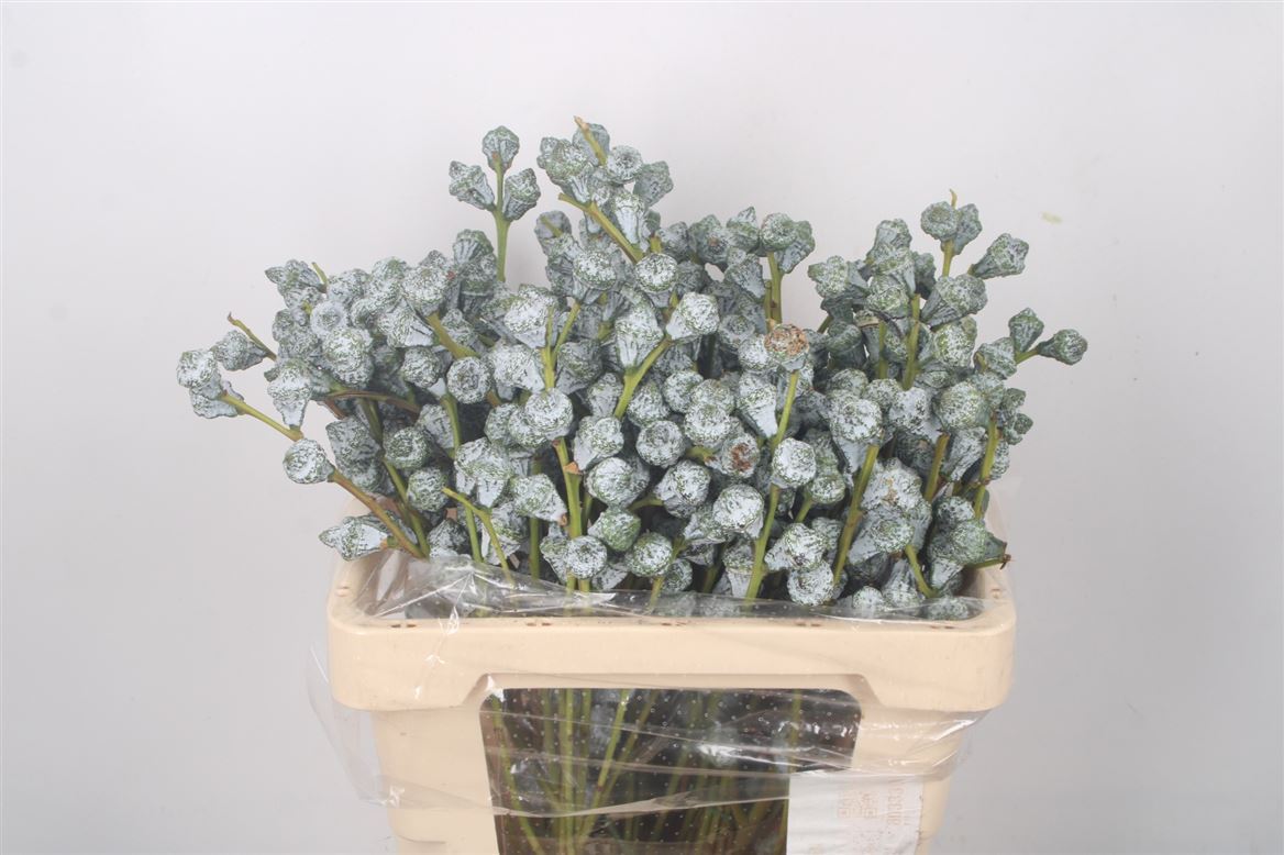 Eucalyptus Bnch Globulus 60cm 300gram