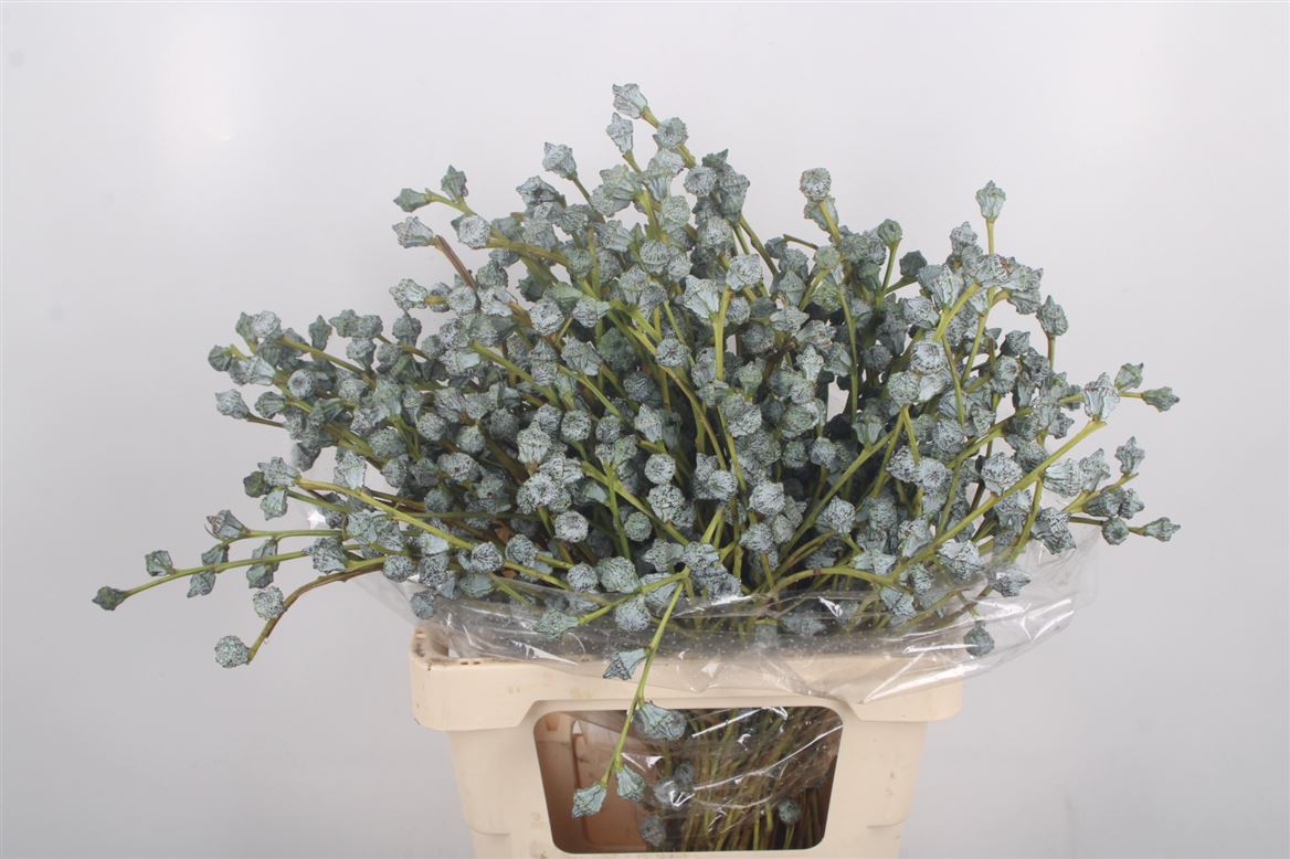 Eucalyptus Bnch Globulus 50cm 300gram