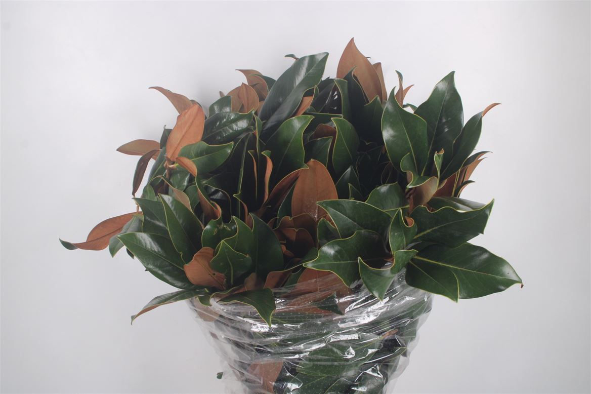 Magnolia Grandiflora Per Bunch 70cm 400gr.