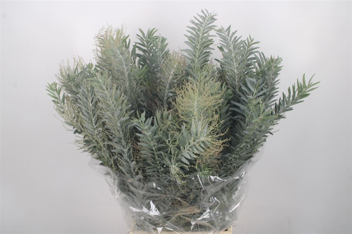 Acacia Baileyana Purpurea Per Bunch 60cm 200gr.