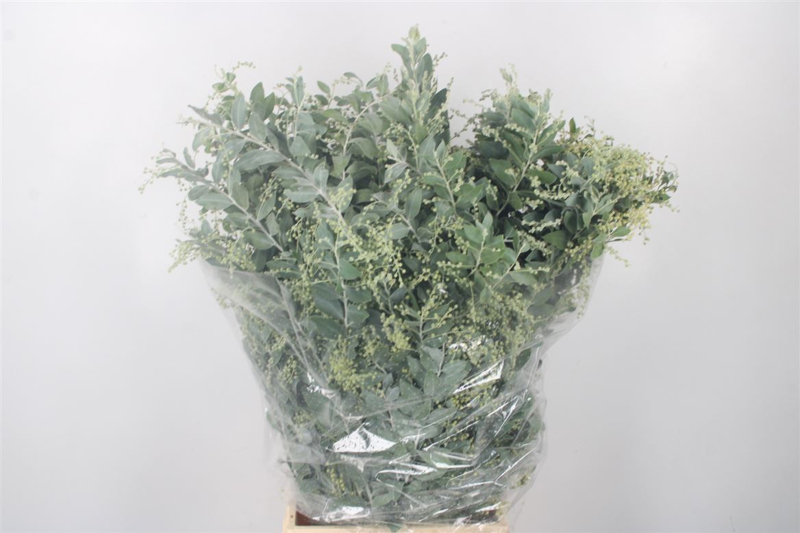 Acacia Baileyana Purpurea Per Bunch 50cm 200gr.