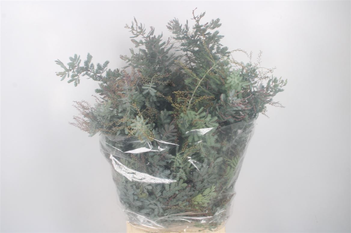 Acacia B Purpurea Bs 60cm 250gram
