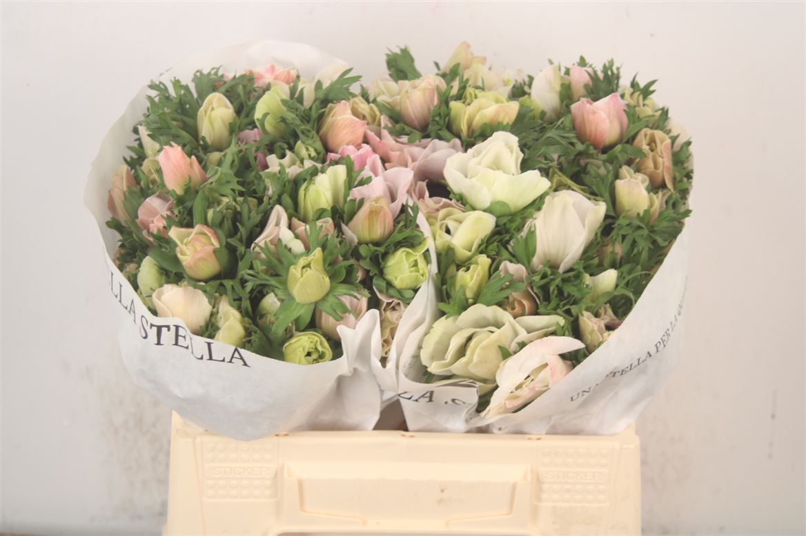 Anemone Coronaria Mistral Plus White 38cm