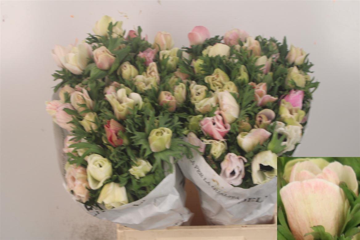 Anemone Coronaria Mistral Plus White 40cm