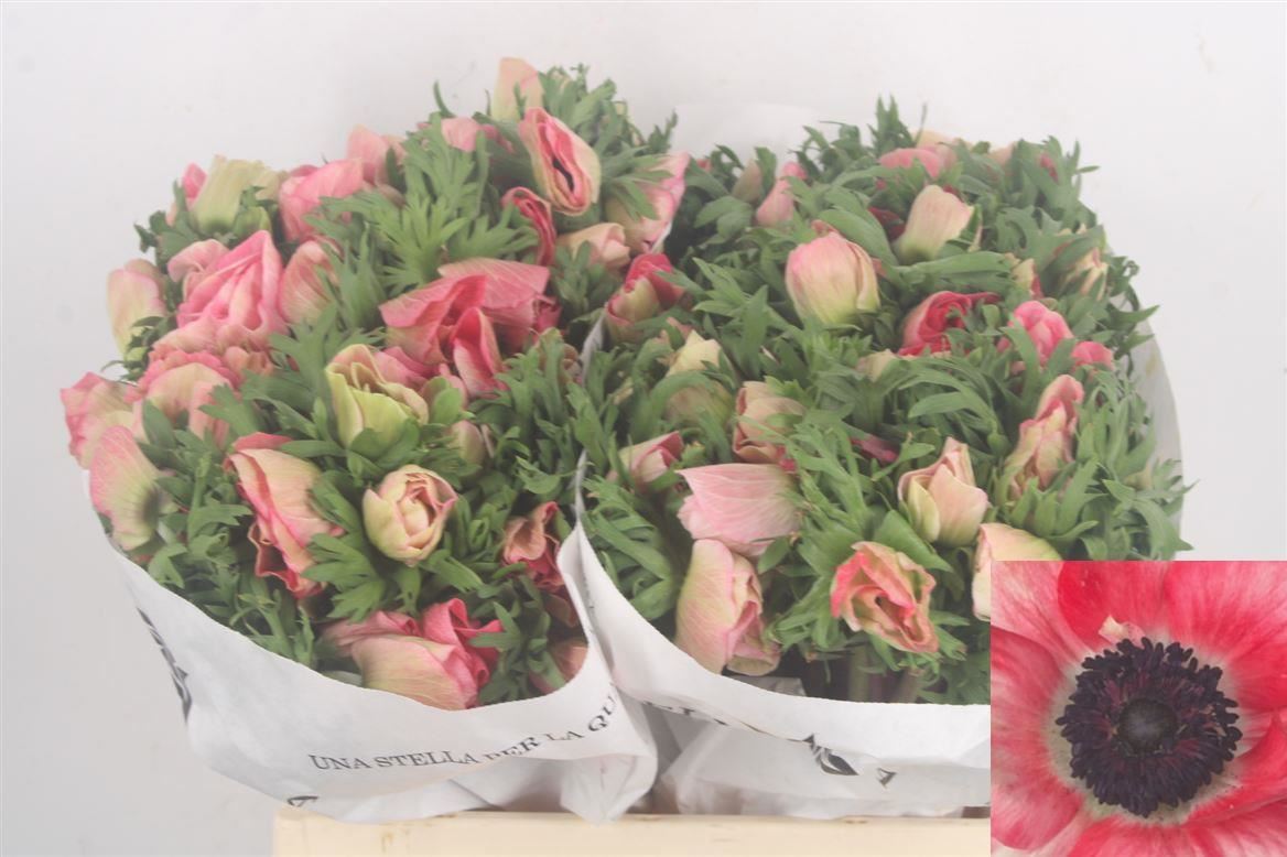 Anemone Coronaria Mistral Plus Shocking Pink 38cm