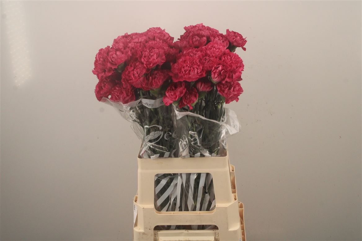 Dianthus Single Nobbio Burgundy 70cm