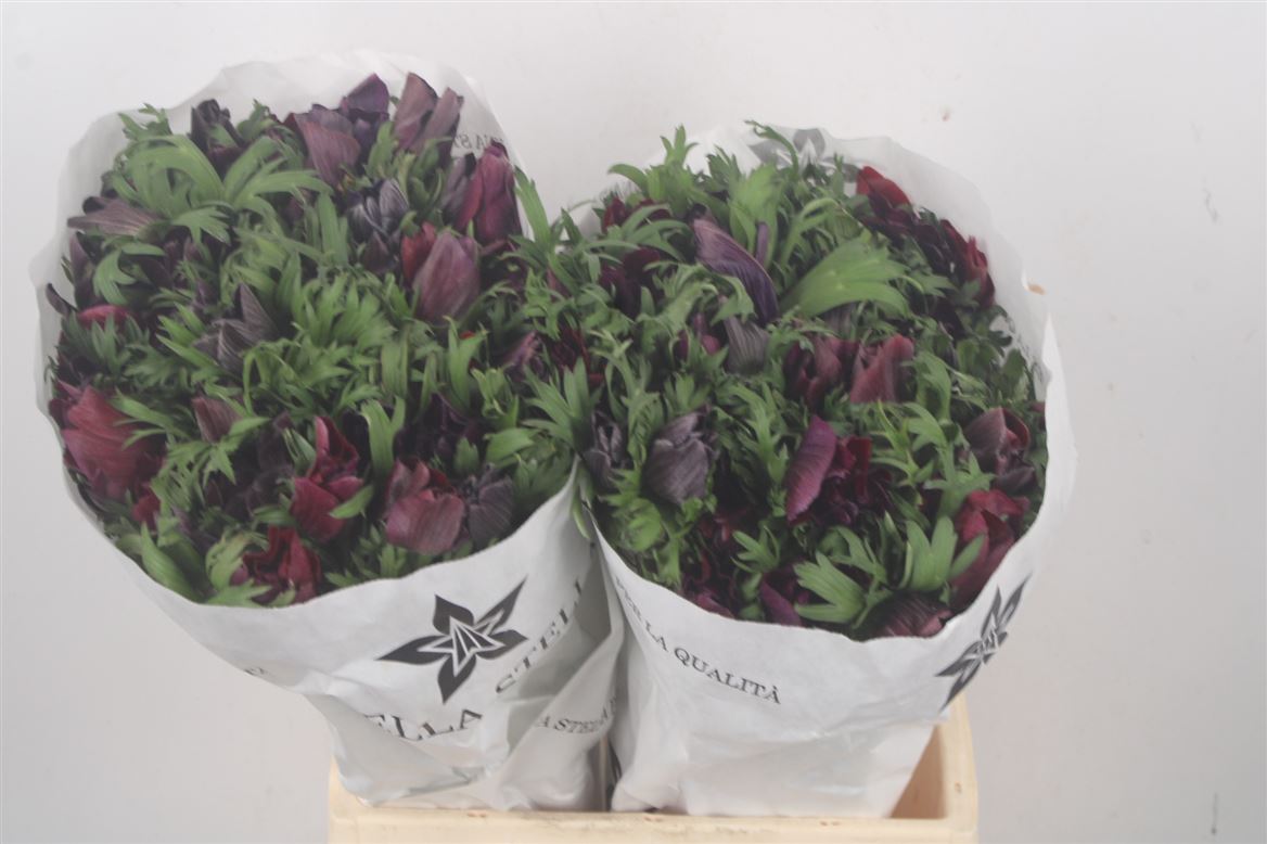 Anemone Coronaria Mistral Plus Wine 40cm