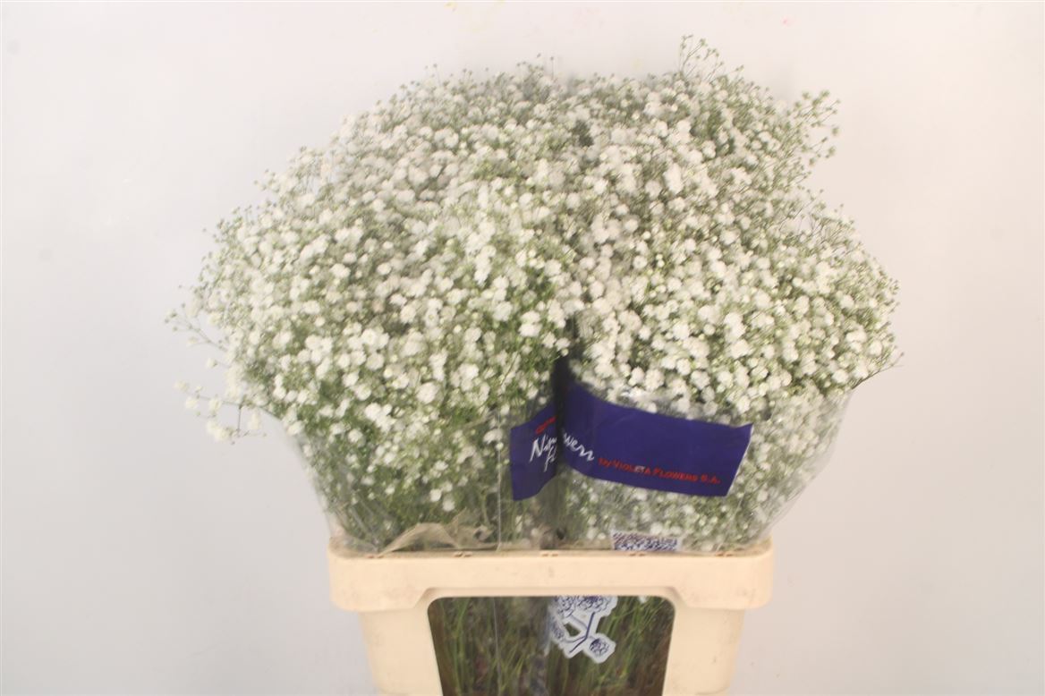 Gypsophila Paniculata Xlence 60cm 20gr.