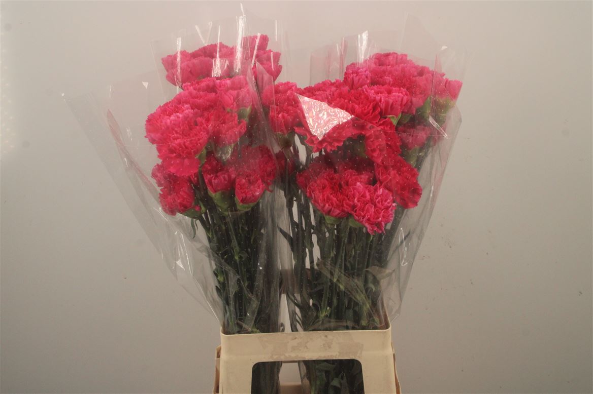 Dianthus Single Pink Bizet 70cm