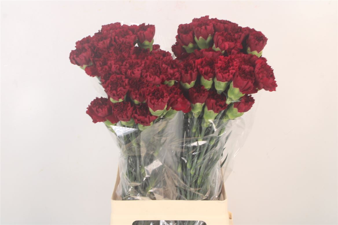 Dianthus Single Zurigo 70cm