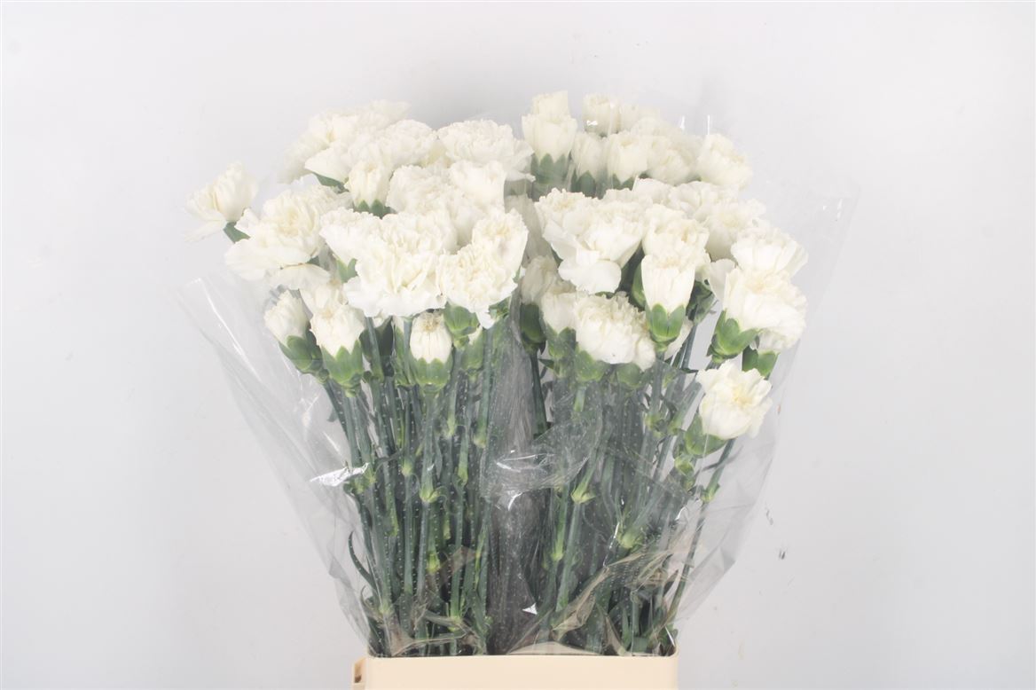Dianthus Single Moonlight 70cm