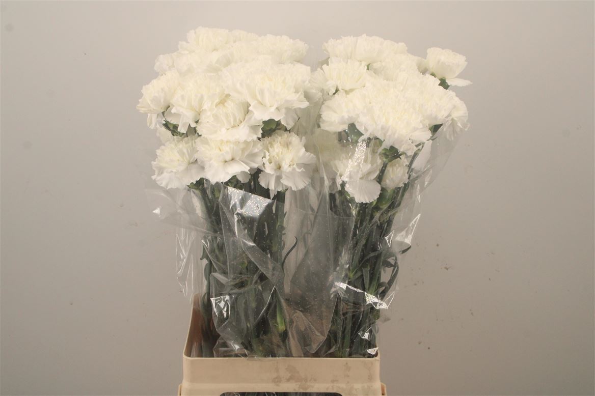 Dianthus Single Moonlight 70cm