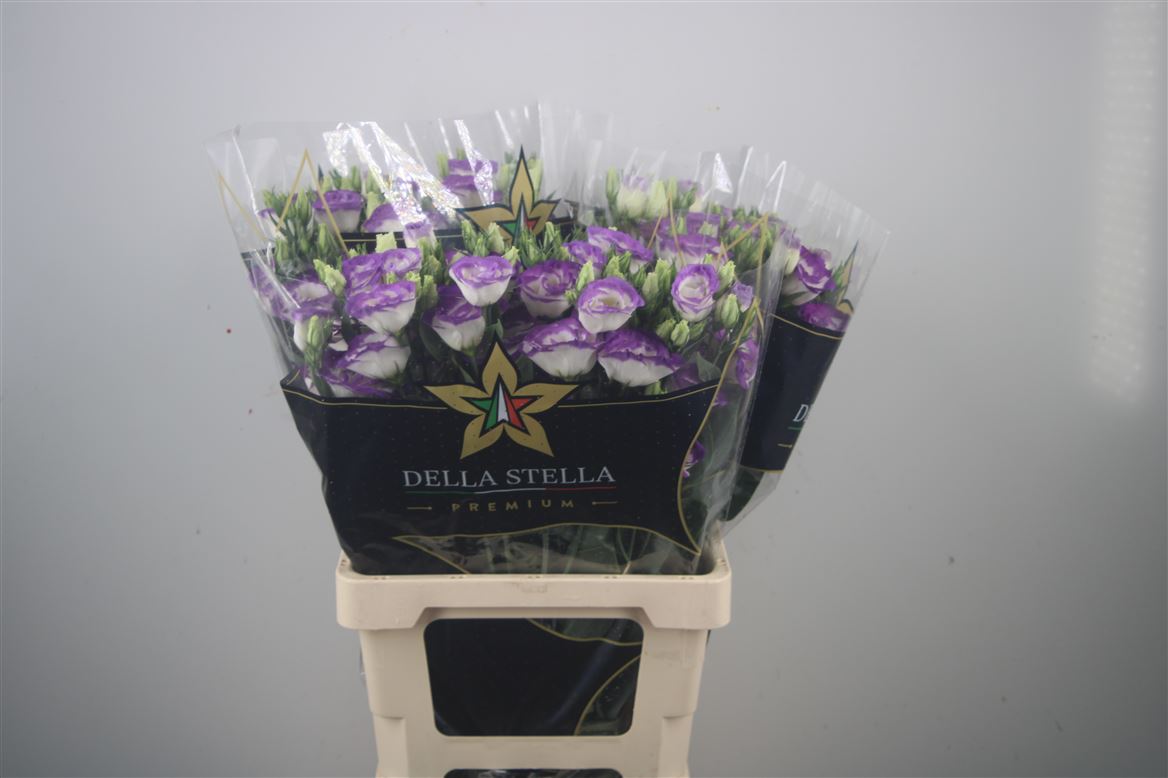 Eustoma Double Rosita Blue Picotee 72cm