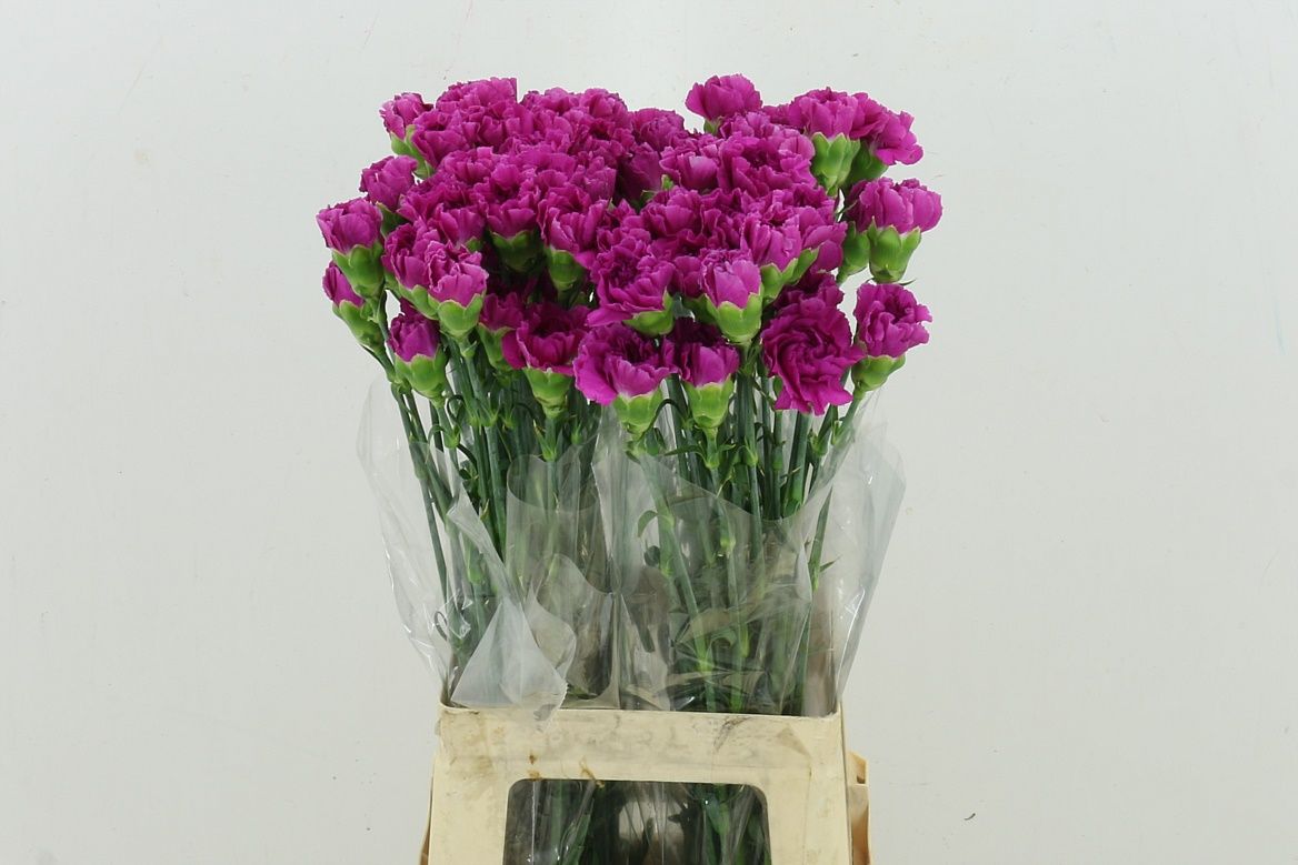 Dianthus Single Dark Farida 70cm