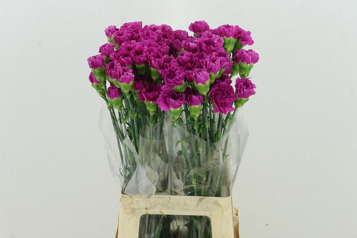 Dianthus Single Dark Farida 70cm